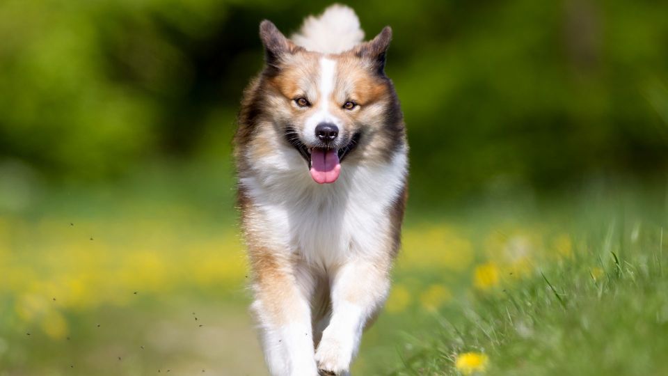 Icelandic Sheepdog